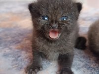 British shorthair tabby