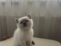 Blue point erkek ve dişi kedilerimiz