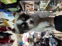 2.5 aylık erkek chihuahua longhair