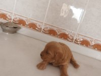 Maltipo terrier köpeğimiz