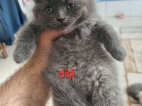 Scottish fold Yavrularımız yeni yuvalarını arıyorlar