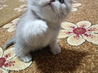 Yavrumuz iki aylık olmak üzere kırma değil exotic