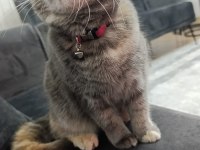 Karmen british shorthair