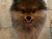 Pomeranian Boo