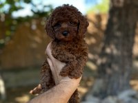 Sağlık ve ırk garantili toy poodle yavrularımız 