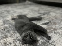 British Shorthair 3 Aylık