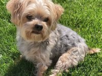 Mama karşılığı köpeğimizi sahiplendirme