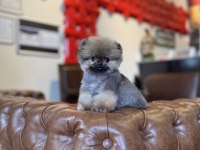 MİKRO TEA CUP ORANGE AYI SURAT POMERANİAN BOO
