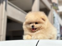 Pomeranian boo yavrularımız orijinal