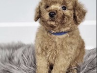 Toy Poodle Köpekler