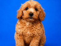 IRK VE SAĞLIK GARANTİ ORJİNAL MALTİPOO