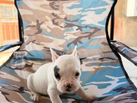 Standart french bulldog bal bebekler