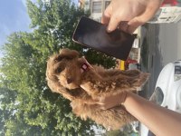 Dişi maltipoo