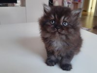 2 aylık British Longhair dişi kedimiz