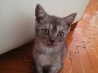 60 günlük british shorthair yavrular