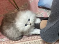 A kalite safkan Chinchilla kedim