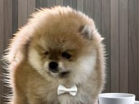 Turuncu renk ayı surat pomeranian boo 2 aylık erkek yavrum