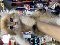 2 aylık Golden BritishLonghair Yavrumuz  