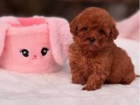 Orjinal Toy Poodle Erkek Dişi Red Yavru Şecereli Anne Baba