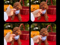Toy poodle yavrular