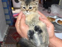 İki tane yavru iki aylık kedimiz sahiplendirilecektir