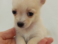 Teacup Chihuahua Yavrular Mersin Tarsus