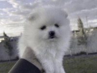 Pomeranian Boo Beyaz Köpeğimiz
