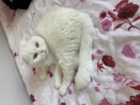 Scottish fold 3 yaşında