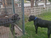 CorsoTürk den Garantili Safkan Cane Corso Yavrular