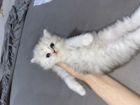 British longhair/ British shorthair