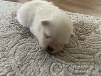 Pomeranian boo sahiplendirilecektir