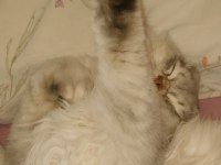 British longhair kızımıza yuva arıyoruz