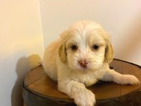 A Kalite Maltipoo Bebeklerimiz