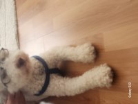TERRİER VE POODLE MELEZİ ÖMÜRLÜK YUVA ARIYOR