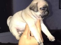 Pug Mops Yavrular
