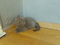 British shorthair erkek yavrumuz
