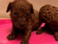 30 gün sonra sütten kesilecek poodle