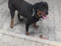 3 yaşında rottweiler dişi