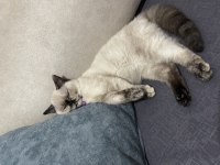 Sütlaç yuva arıyor british shorthair