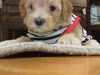 Son 2 maltipoo ev ortamı orjinal