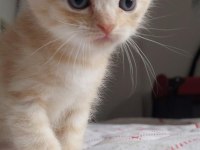 British shorthair kediler