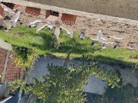 Mardin taklacıları güvercinler orjinal safkan