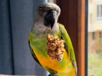 senegal papağanı
