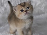 SAFKAN BRITISH SHORTHAIR BEBEKLER