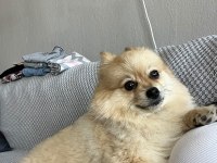 Pomeranian 3 yaşında