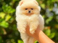 Irk ve Sağlık Garantili Orjinal Pomeranian Yavruları