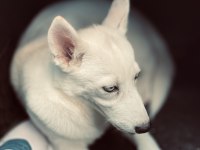 YAVRU SİBİRYA (HUSKY)