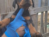 ORJİNAL BLUE VE EUROPE DOBERMAN