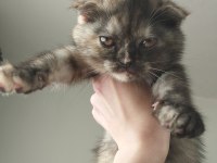 Scottish Fold dişi 3 aylık