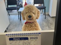 1 yaşında toy poodle erkek